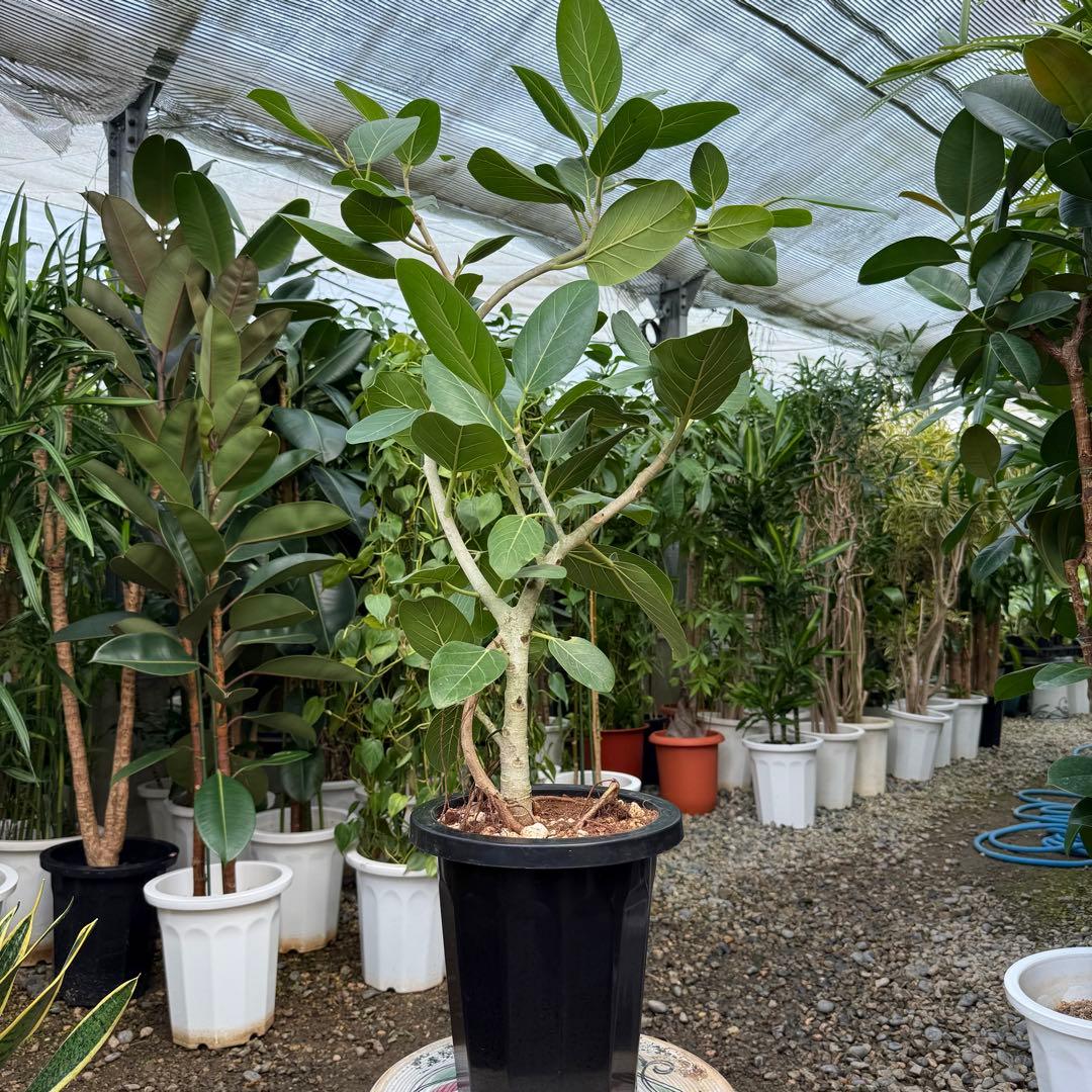 【特級品】フィカス ベンガレンシス 曲がり 幹太 8号鉢 ゴムの木 鉢付き