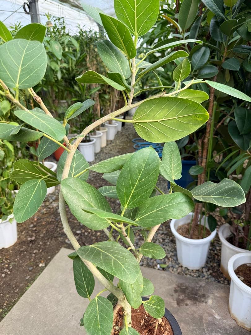 【特級品】フィカス ベンガレンシス 曲がり 幹太 8号鉢 ゴムの木 鉢付き