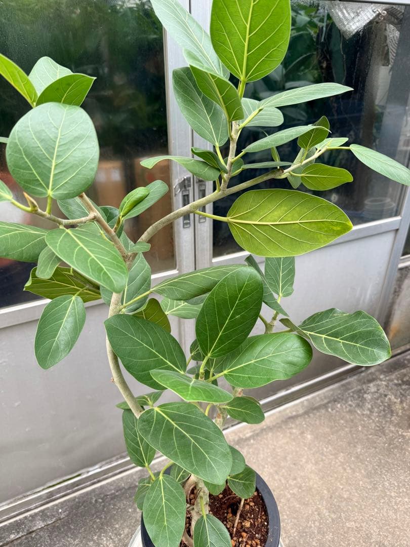 【特級品】フィカス ベンガレンシス 曲がり 幹太 8号鉢 ゴムの木 鉢付き