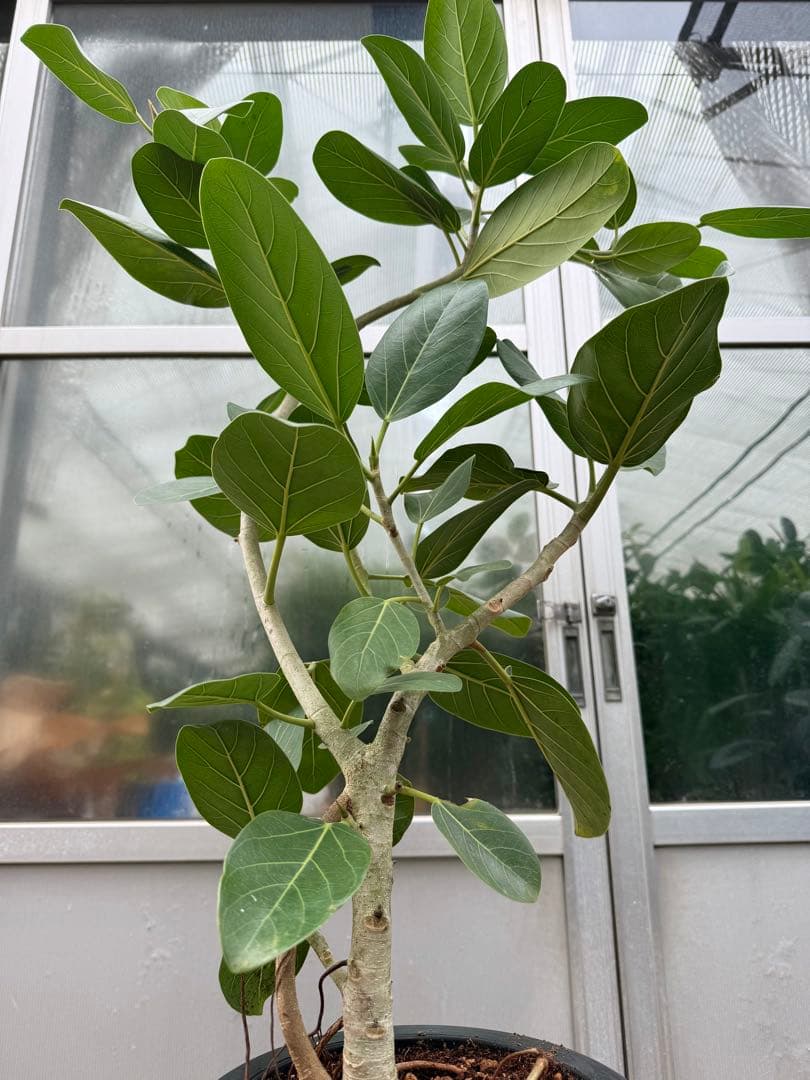 【特級品】フィカス ベンガレンシス 曲がり 幹太 8号鉢 ゴムの木 鉢付き