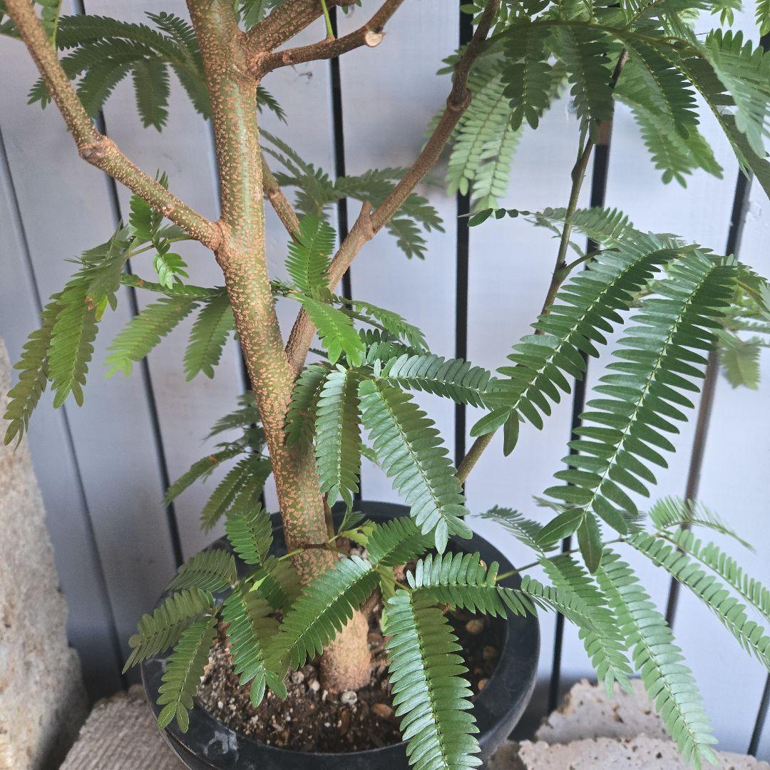 ⑤　エバーフレッシュ　8号　特大苗木最高等級　極太‼️