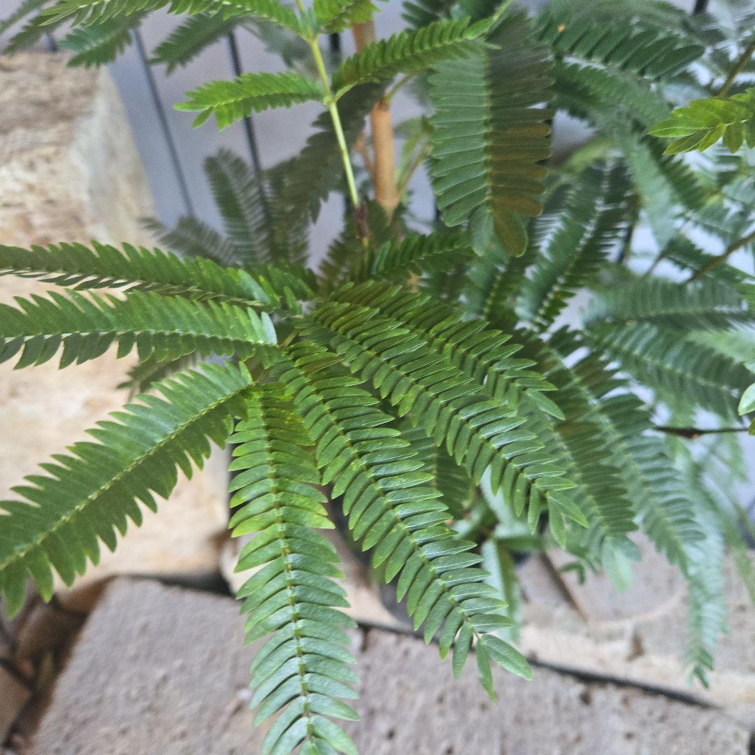 ⑤　エバーフレッシュ　8号　特大苗木最高等級　極太‼️