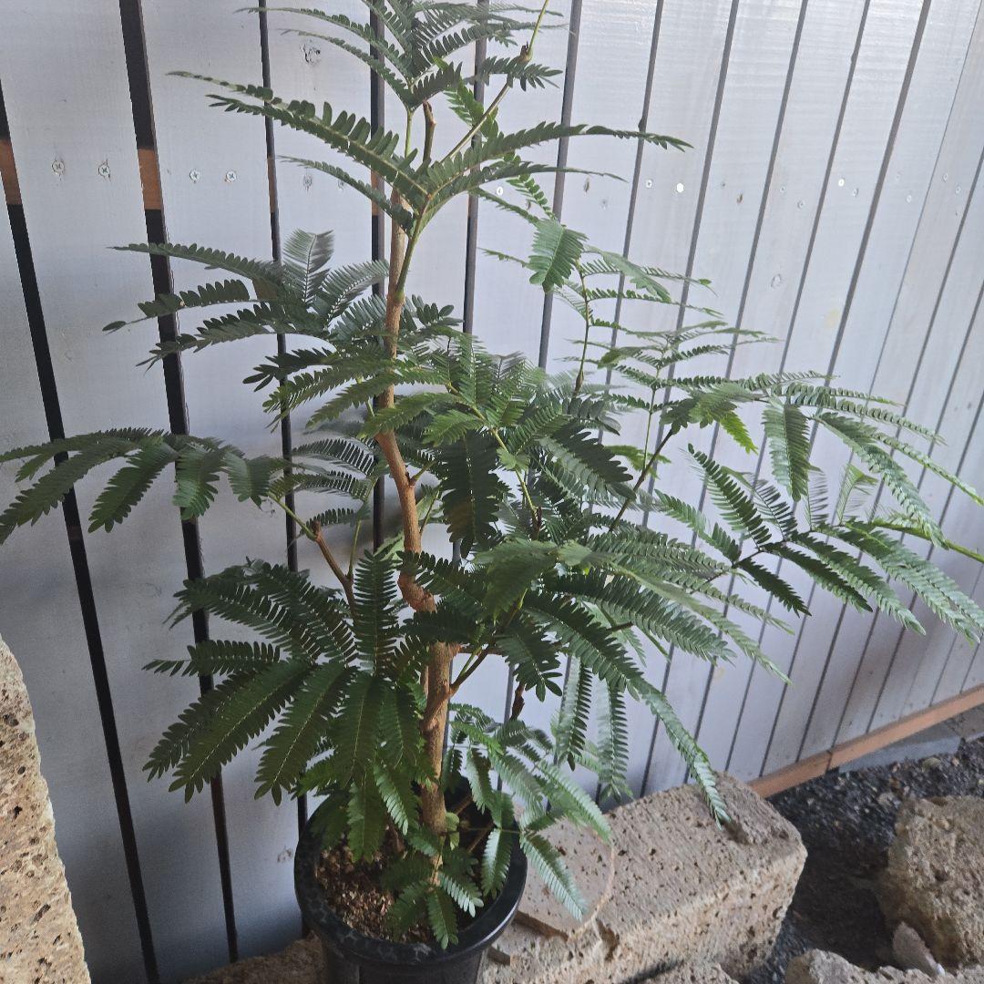 ⑤　エバーフレッシュ　8号　特大苗木最高等級　極太‼️