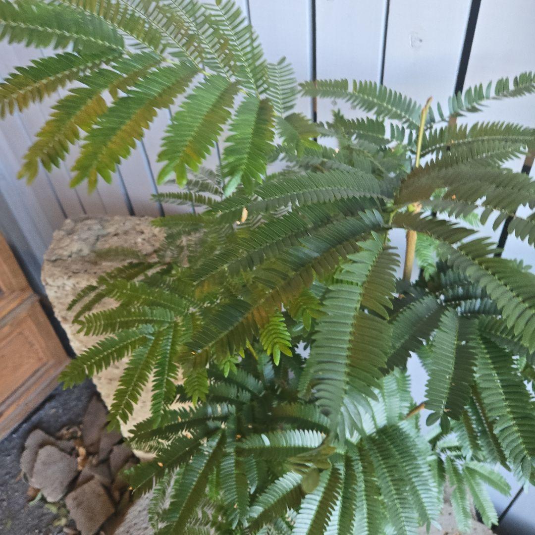 ⑤　エバーフレッシュ　8号　特大苗木最高等級　極太‼️