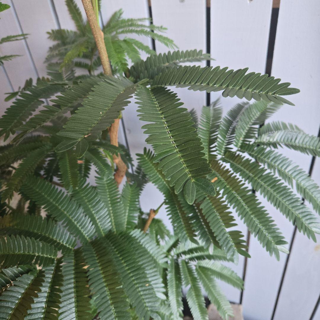 ⑤　エバーフレッシュ　8号　特大苗木最高等級　極太‼️