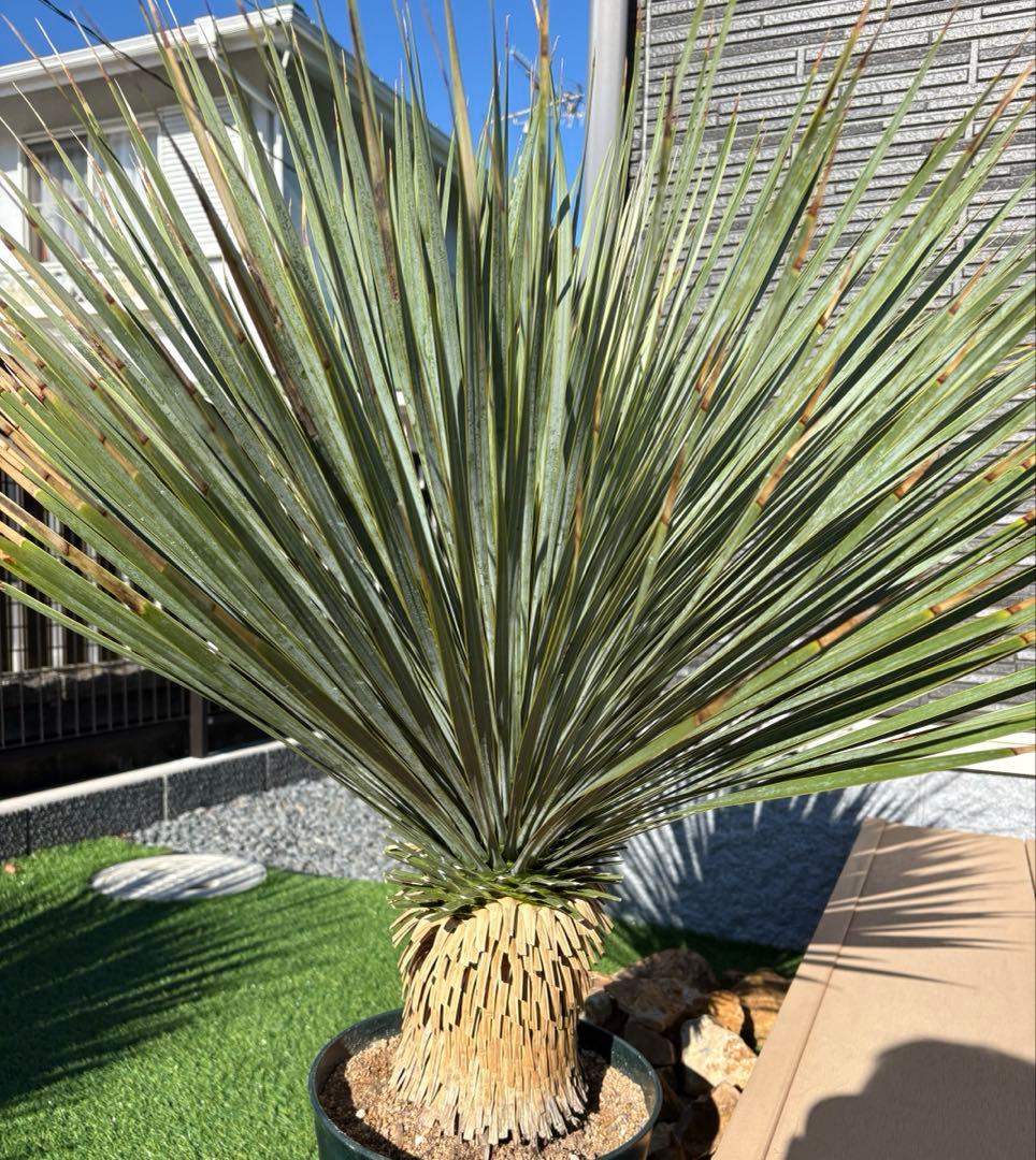 ユッカロストラータ　発根済み