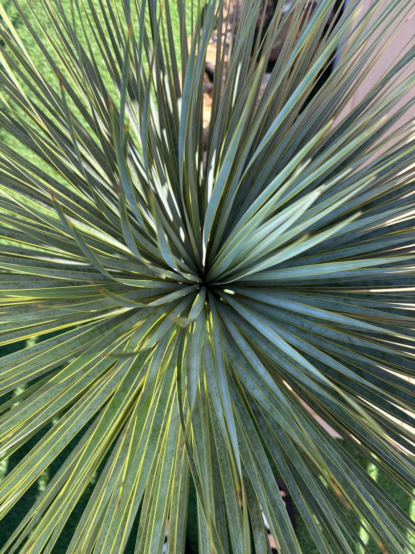 ユッカロストラータ　発根済み