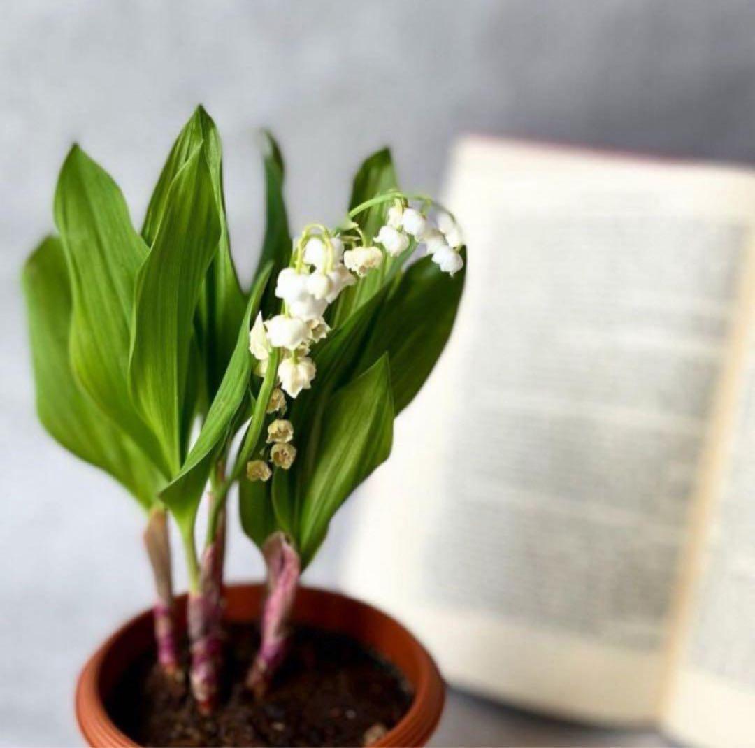 矮性ミモザ テレサ♡⃛希少 鉢植えで育てれる 蕾付き 小型ミモザ ミモザアカシア