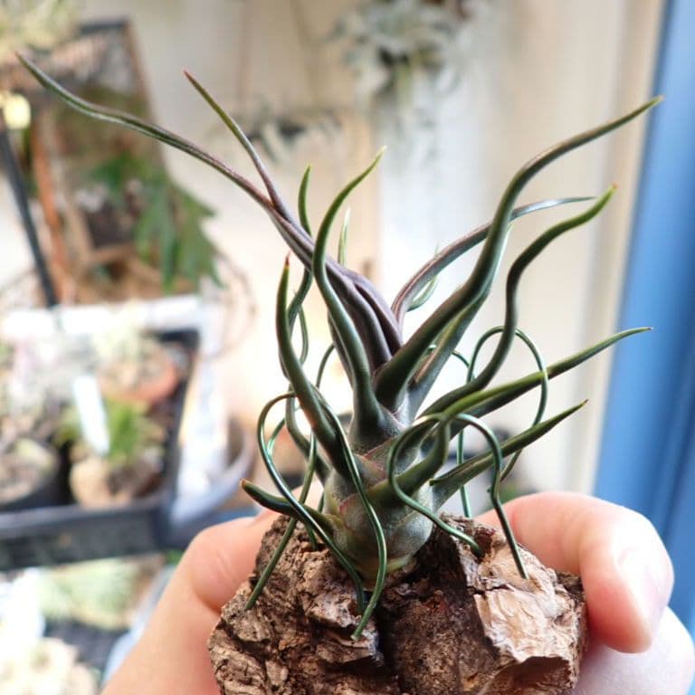 ◆13日14日限定割引中　極上品　チランジア　ブルボーサ　タイニーダンサー