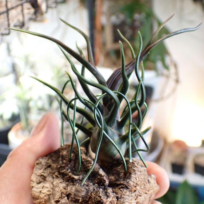 ◆13日14日限定割引中　極上品　チランジア　ブルボーサ　タイニーダンサー