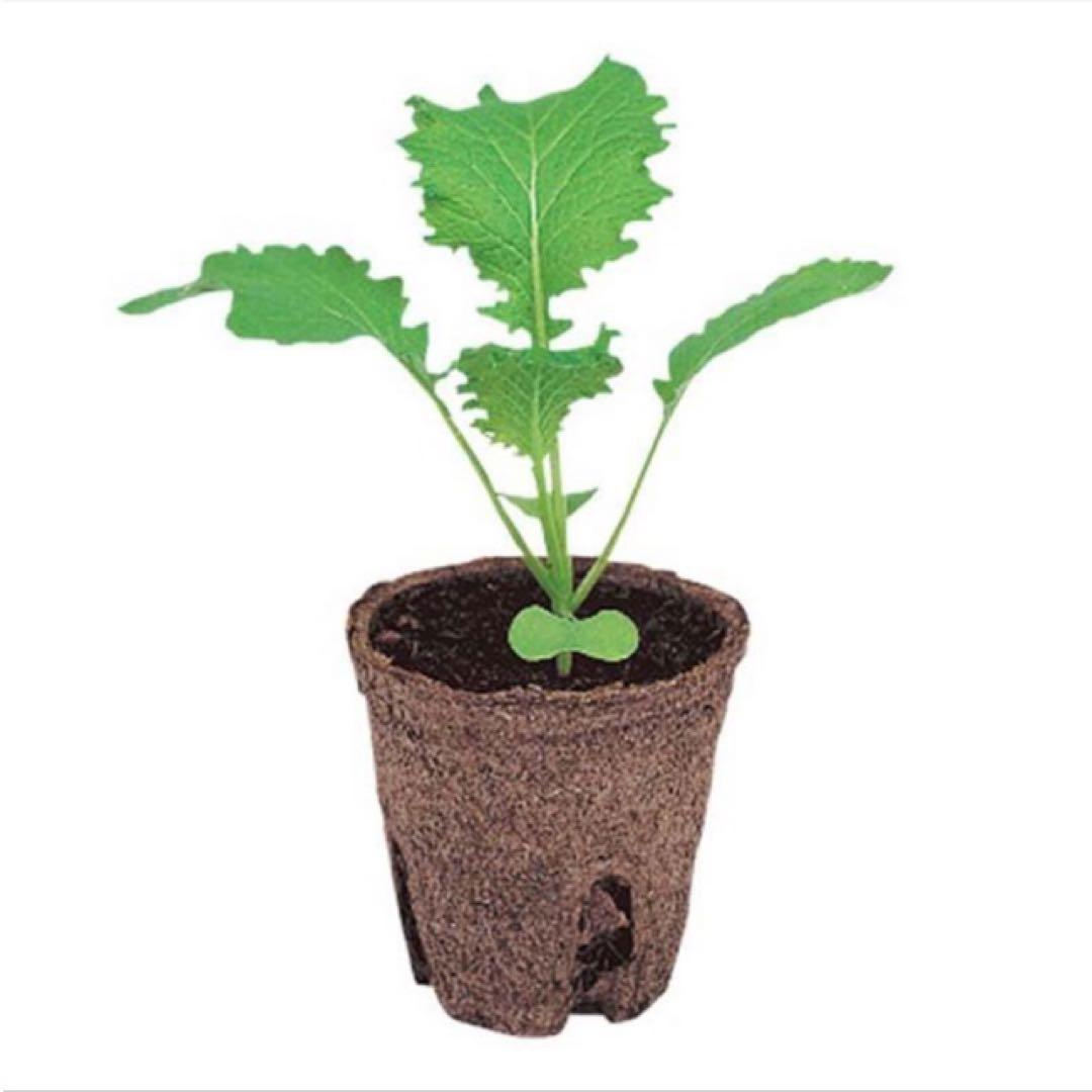 ジフィーポット丸型 8cm 約1400個入 スリット入り#130そのまま植えれる