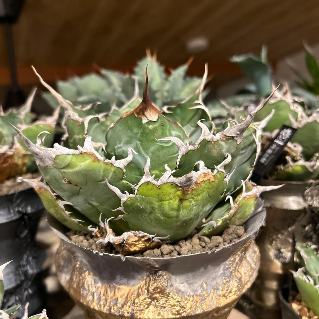 白鯨［大株］作家鉢付き　コレクション株　激長トップスパイン