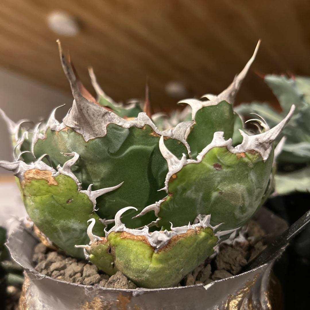 白鯨［大株］作家鉢付き　コレクション株　激長トップスパイン