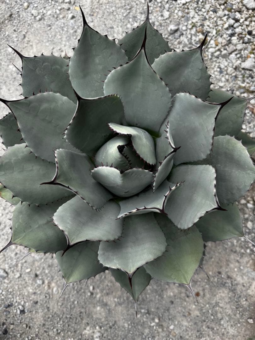 アガベ　パリー　吉祥天