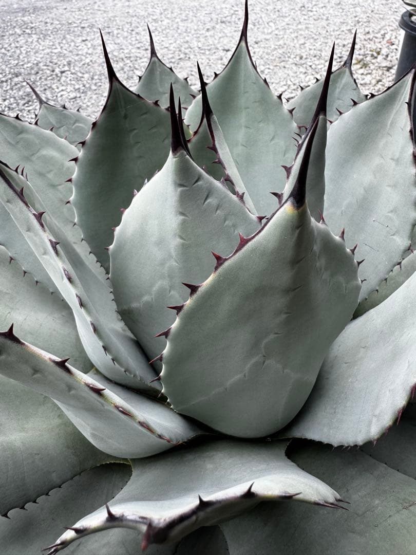 アガベ　パリー　吉祥天