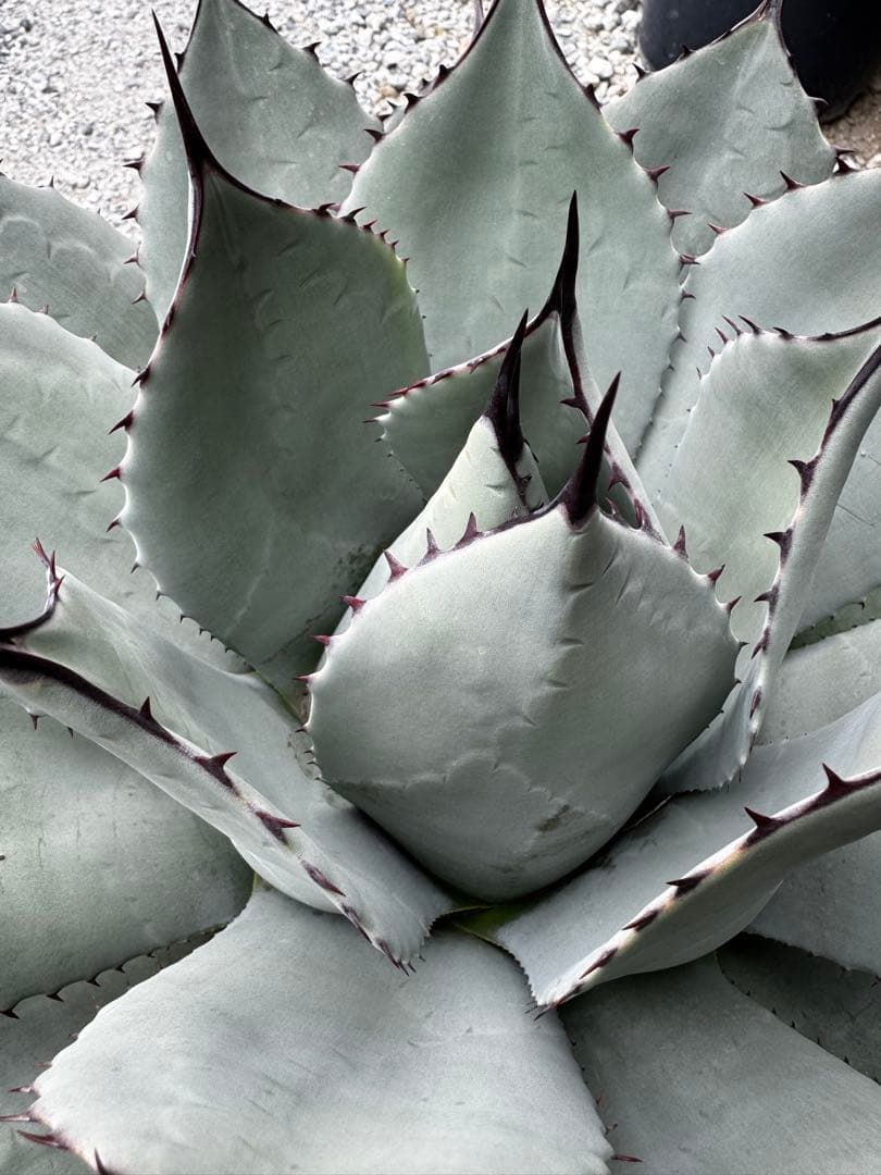 アガベ　パリー　吉祥天