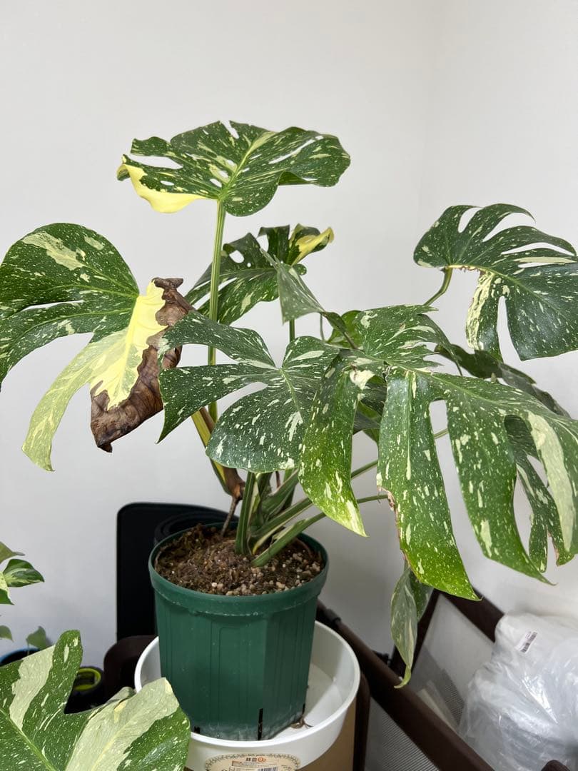 モンステラ　タイコンストレーション選抜株