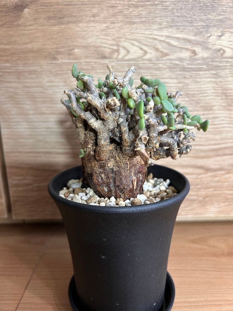 ケラリア・ピグマエア（現地株、発根済み）