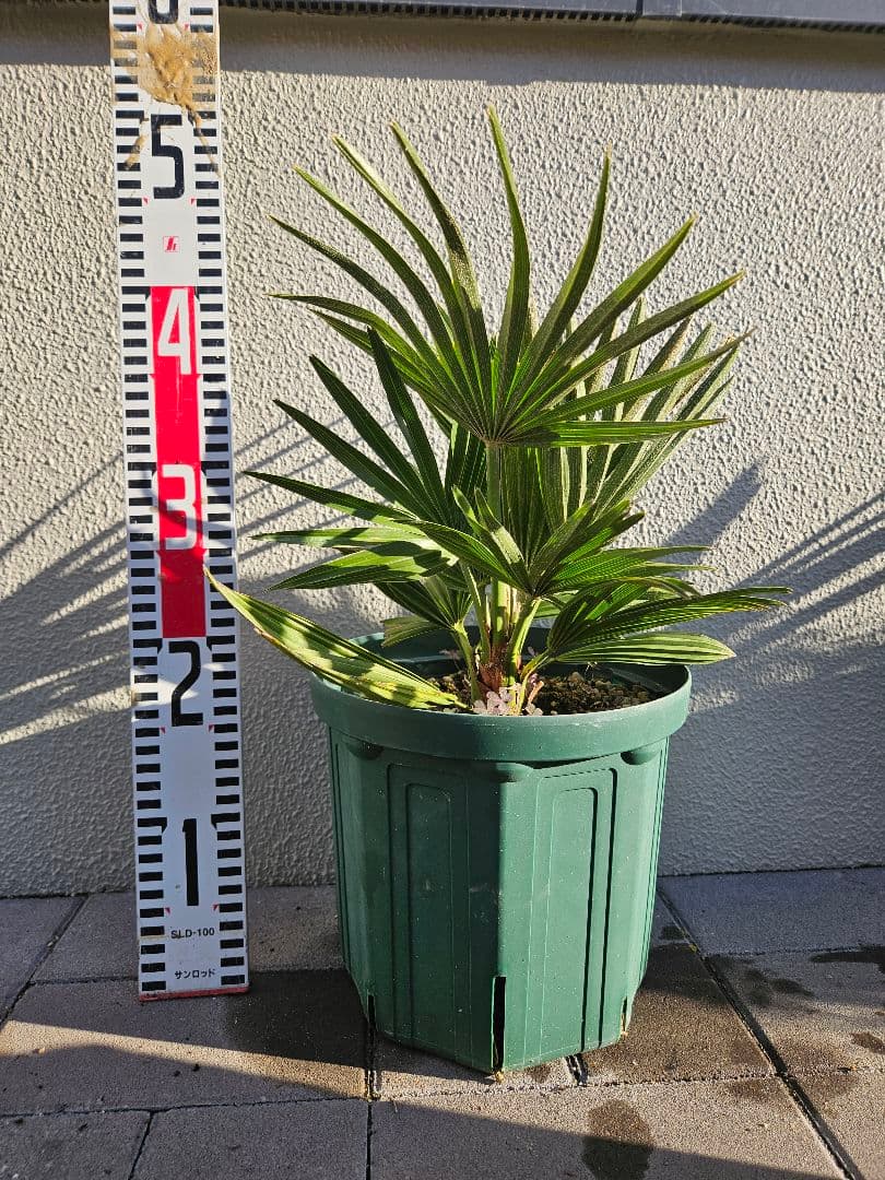 チャメロプス　ボルケーノ