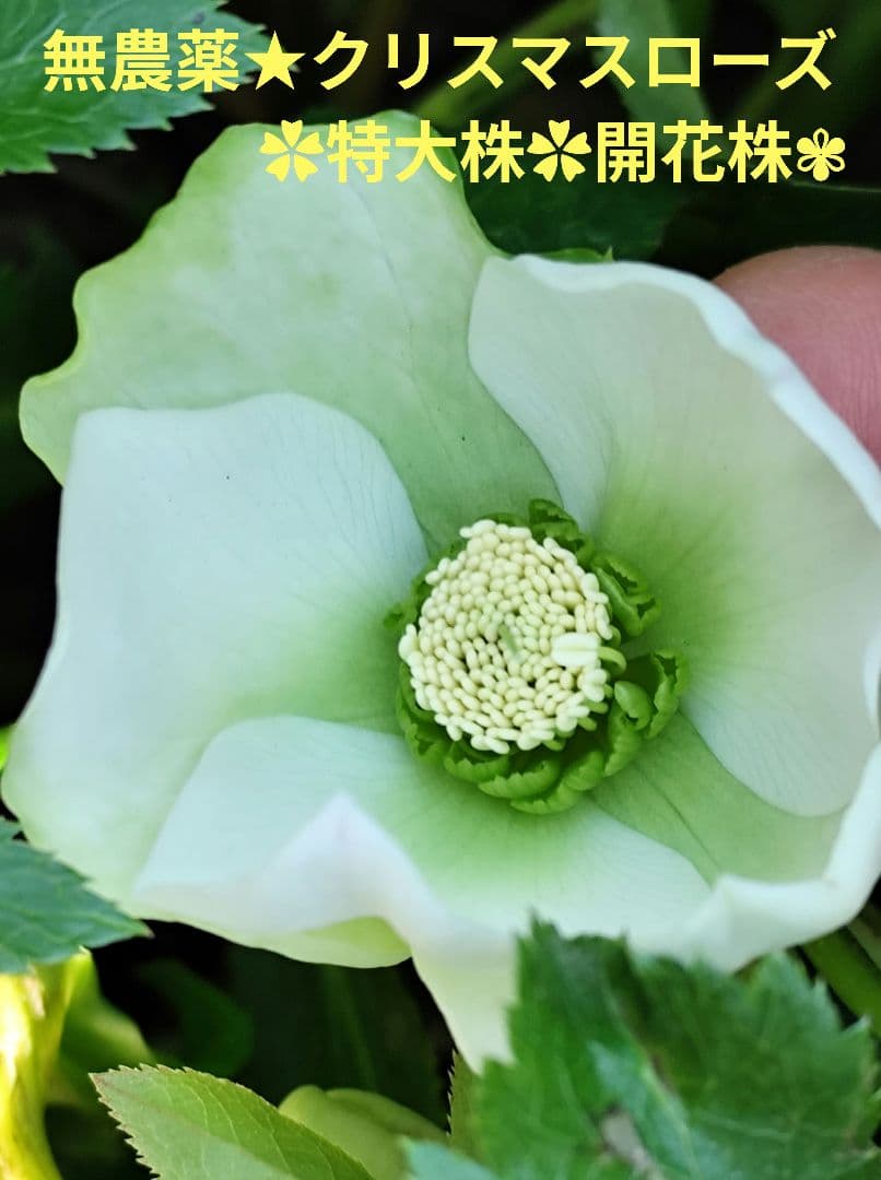 無農薬★クリスマスローズ特大株✿蕾付き ✿約40センチ位の苗