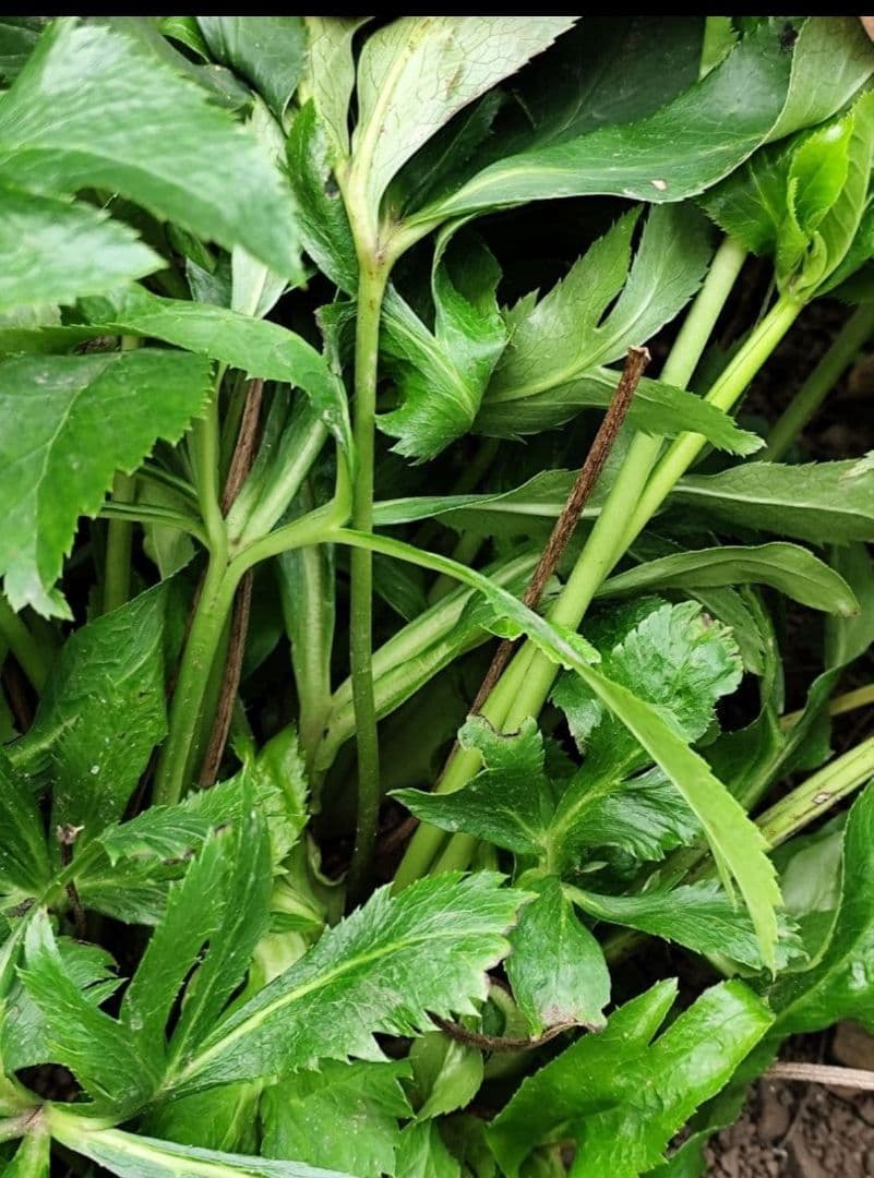 無農薬★クリスマスローズ特大株✿蕾付き ✿約40センチ位の苗