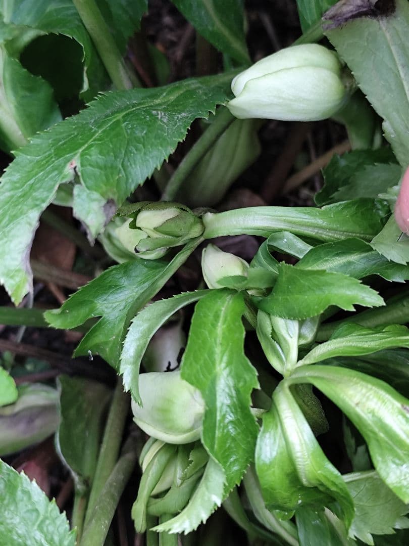 無農薬★クリスマスローズ特大株✿蕾付き ✿約40センチ位の苗