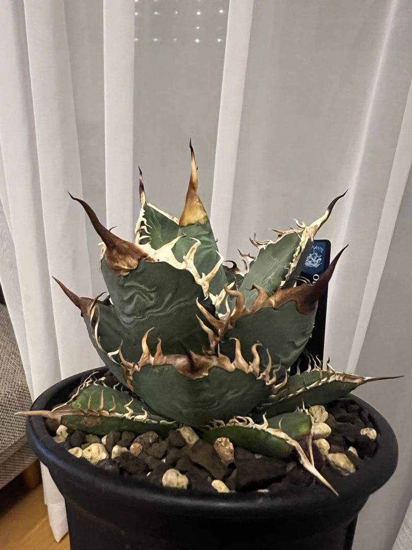 【親株】実生オテロイ from Europa