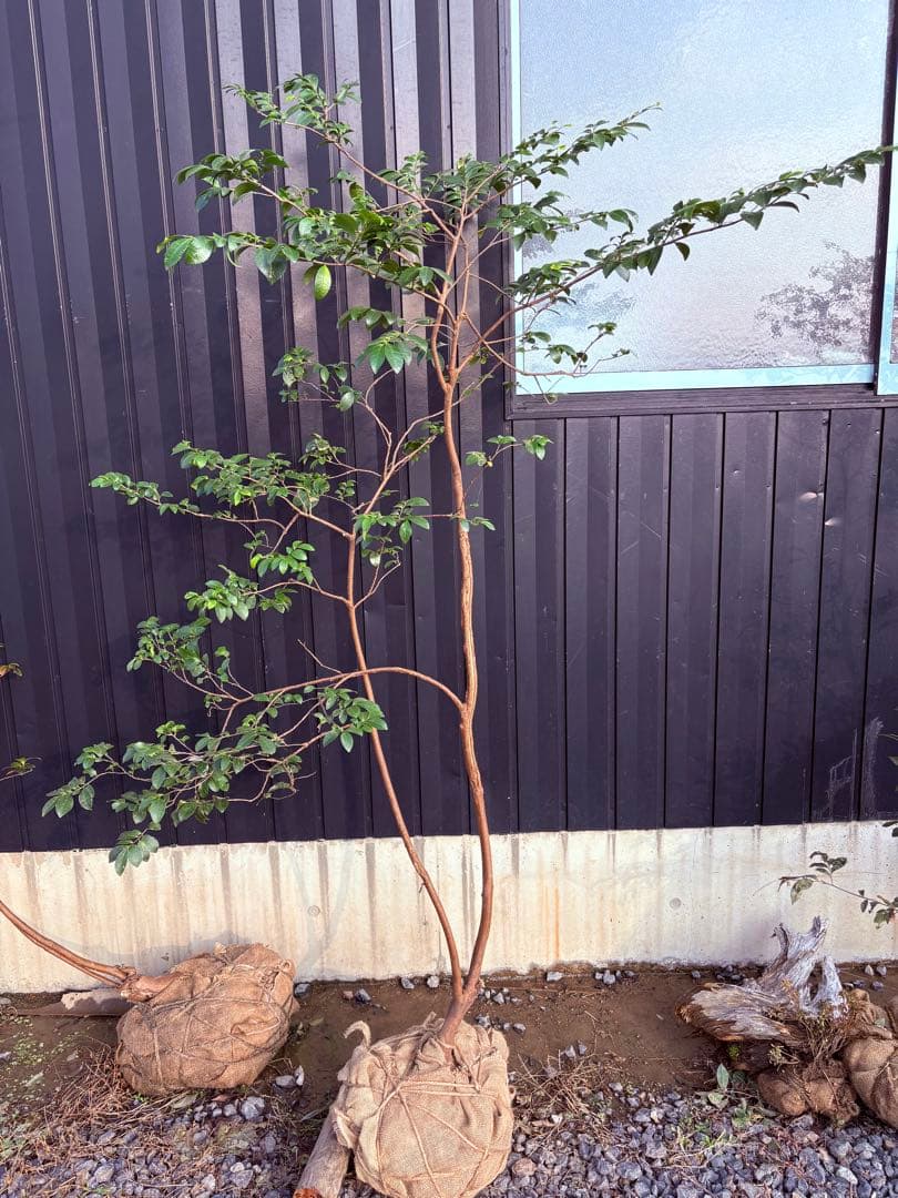 60 天然山採り　ヒサカキ