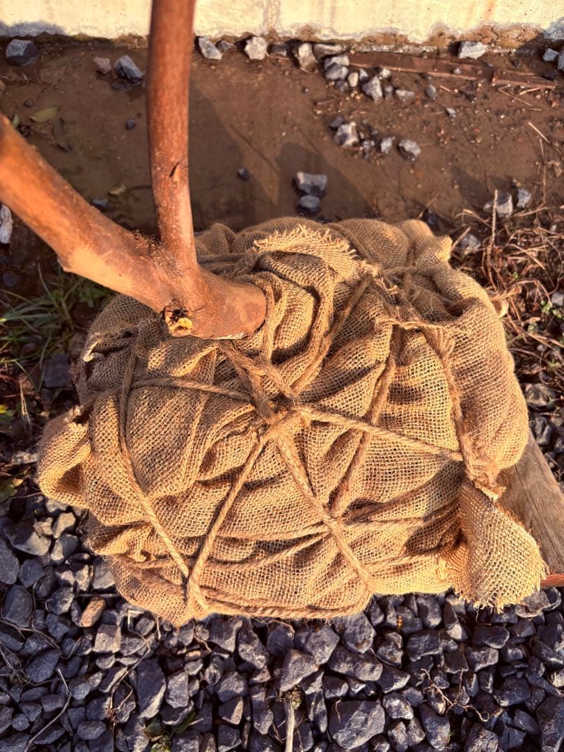 60 天然山採り　ヒサカキ