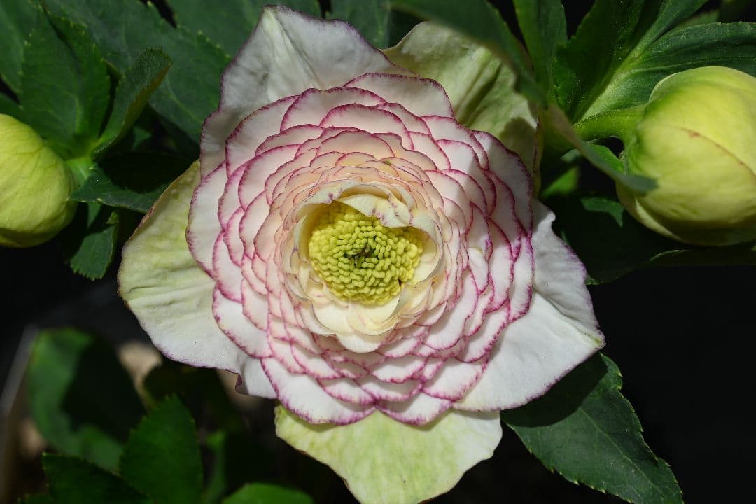 クリスマスローズ　認定ホワイトアフロディーテ　加藤農園