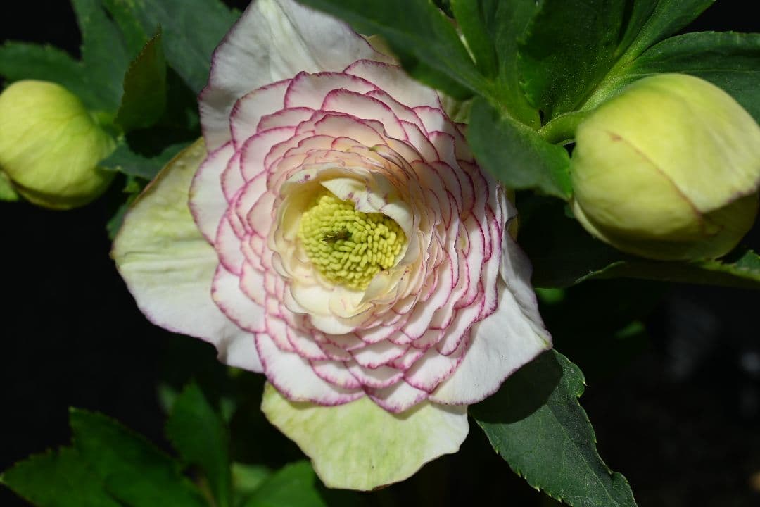 クリスマスローズ　認定ホワイトアフロディーテ　加藤農園