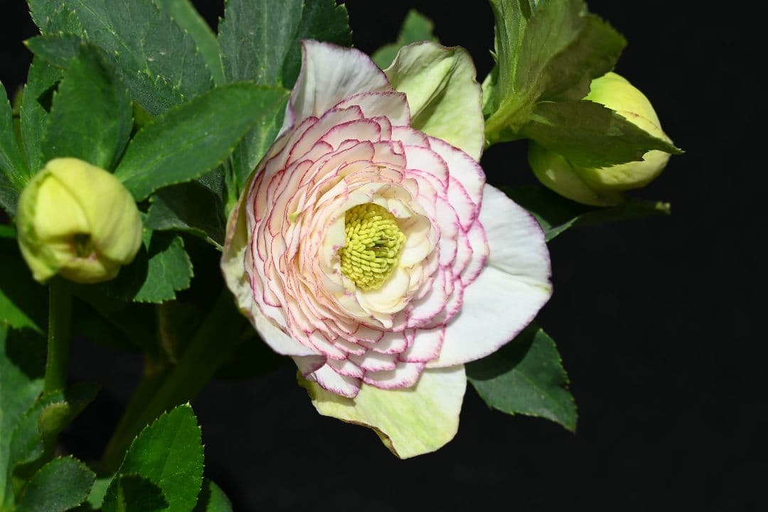 クリスマスローズ　認定ホワイトアフロディーテ　加藤農園