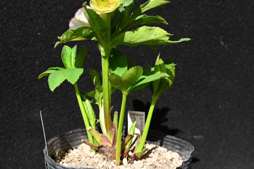 クリスマスローズ　認定ホワイトアフロディーテ　加藤農園