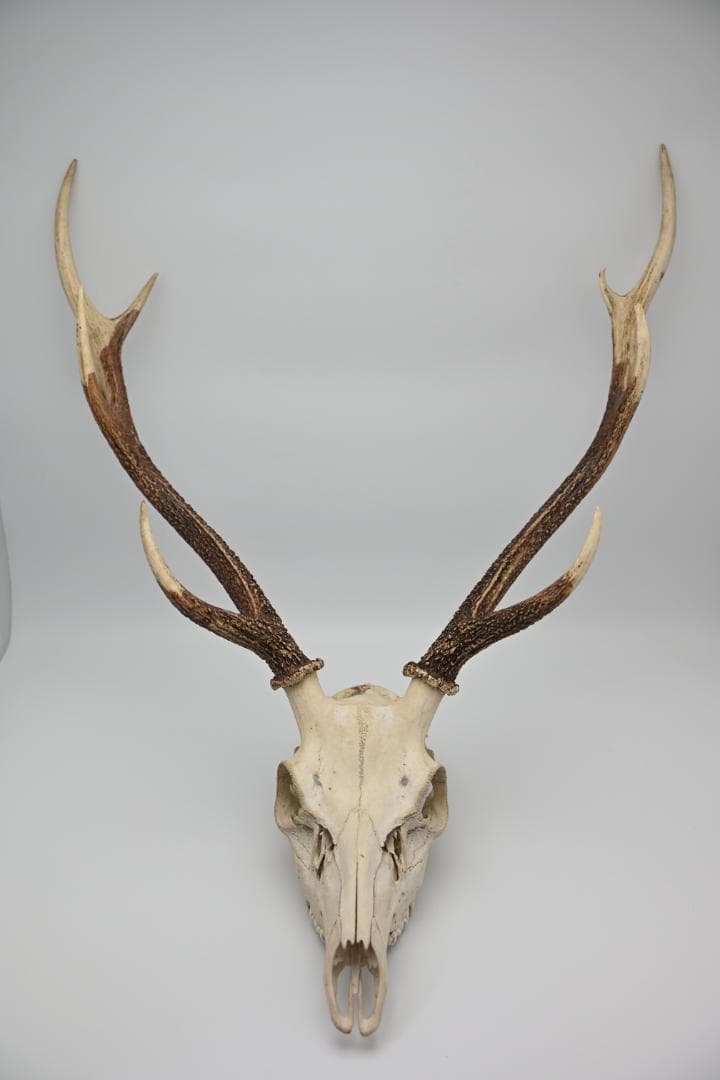 置物 壁掛け 刀置き 頭骨付き 上歯付き 鹿の角 2024年産