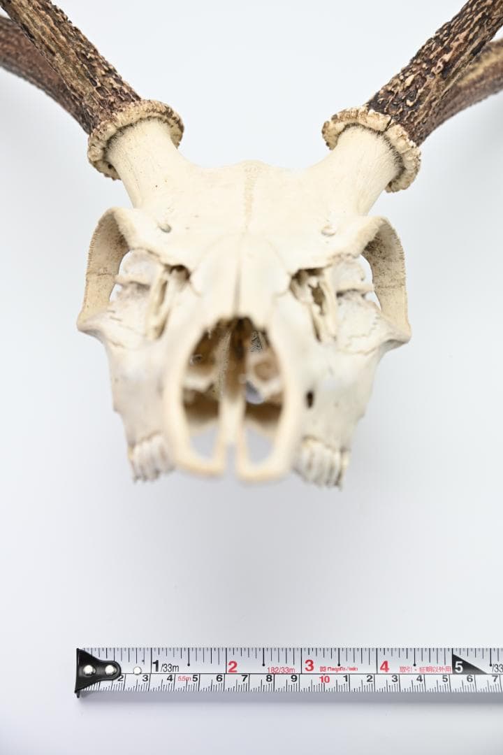 置物 壁掛け 刀置き 頭骨付き 上歯付き 鹿の角 2024年産