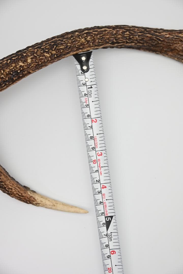 置物 壁掛け 刀置き 頭骨付き 上歯付き 鹿の角 2024年産