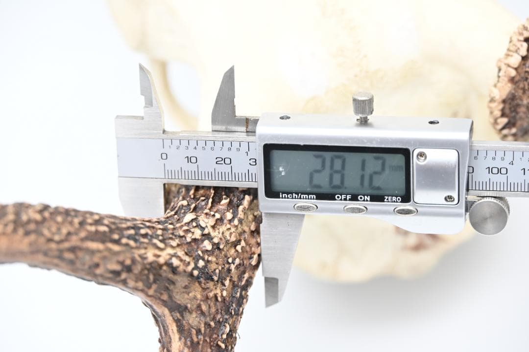 置物 壁掛け 刀置き 頭骨付き 上歯付き 鹿の角 2024年産