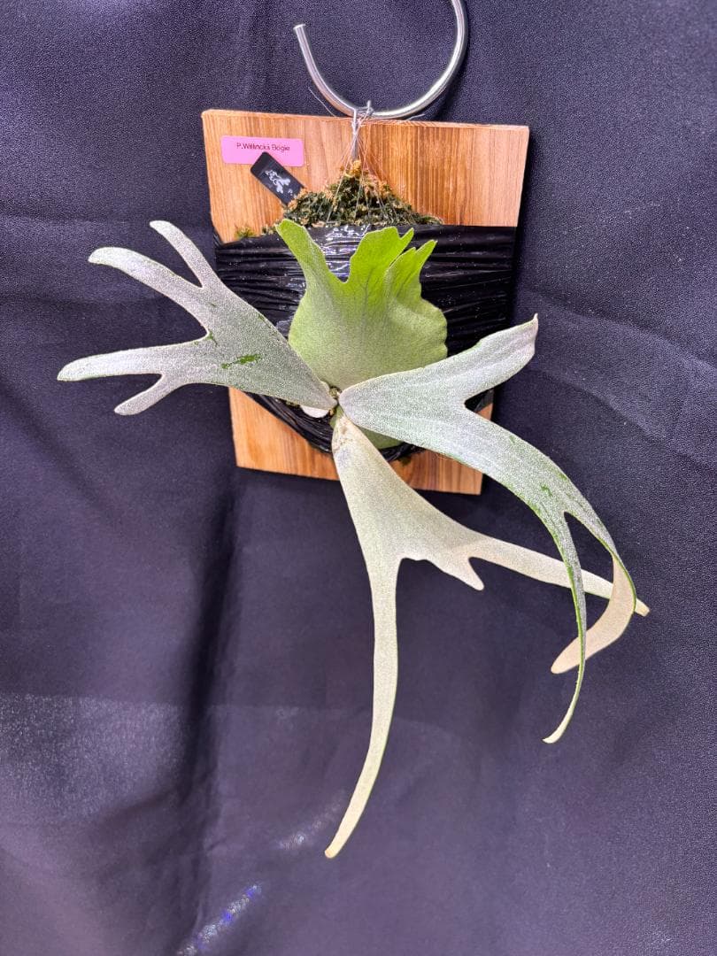 P. willinckii Bogie 波奇 子株 板付け OC ビカクシダ