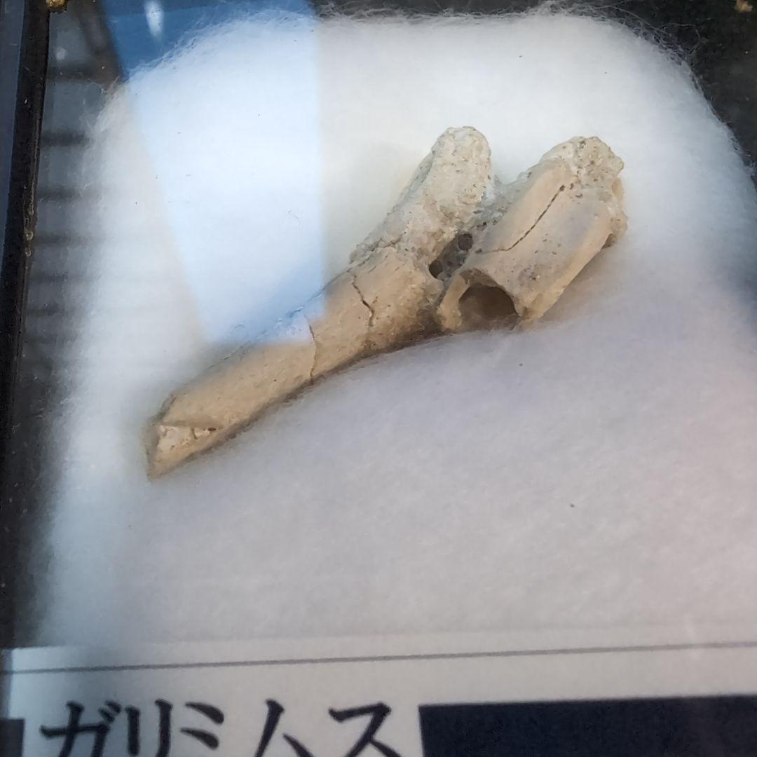 本物　恐竜　ガリミムスの前指骨化石　モンゴル　ラベルケース付き