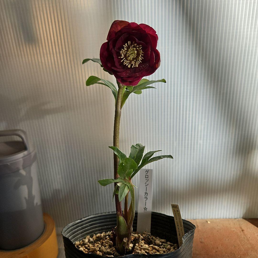 ㉖-231クリスマスローズ