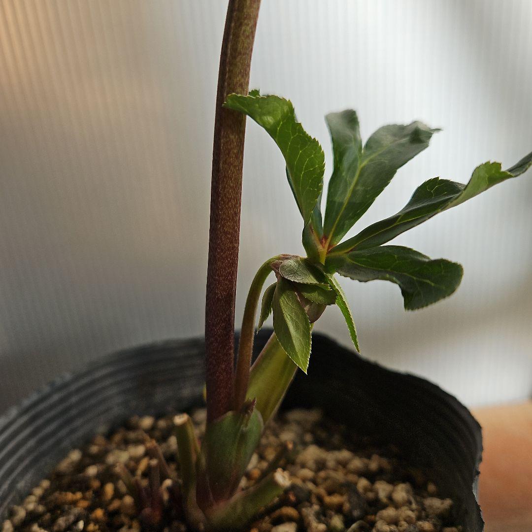 ㉖-231クリスマスローズ