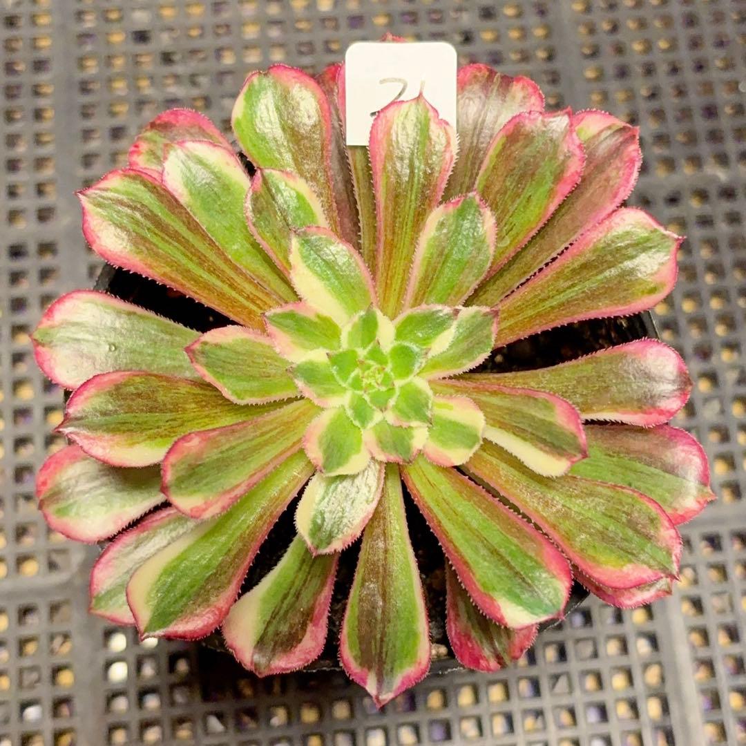 21#多肉植物アエオニウム錦❤️銅花順錦❤️1大頭10cm拔き苗