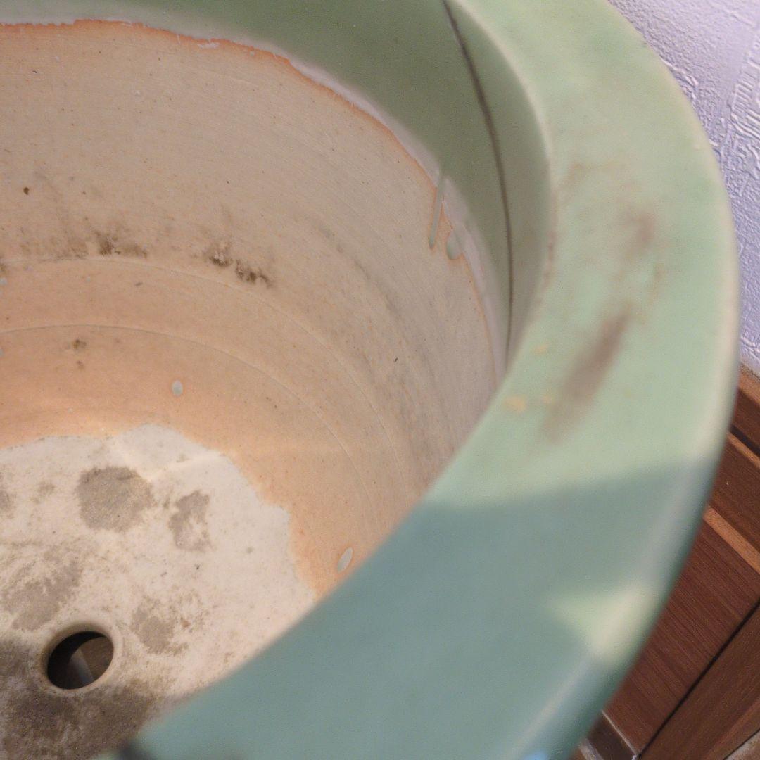 古い青磁瑠璃釉貼花菊文外縁丸 三河盆栽 尾張焼 瀬戸焼