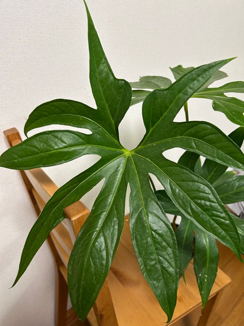 ＊アンスリウム　ペダトラディアツム　5号＊