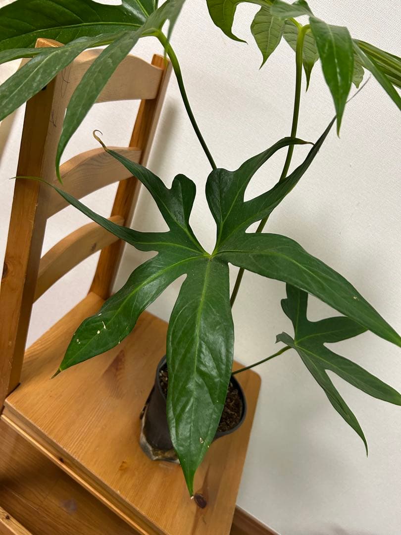 ＊アンスリウム　ペダトラディアツム　5号＊