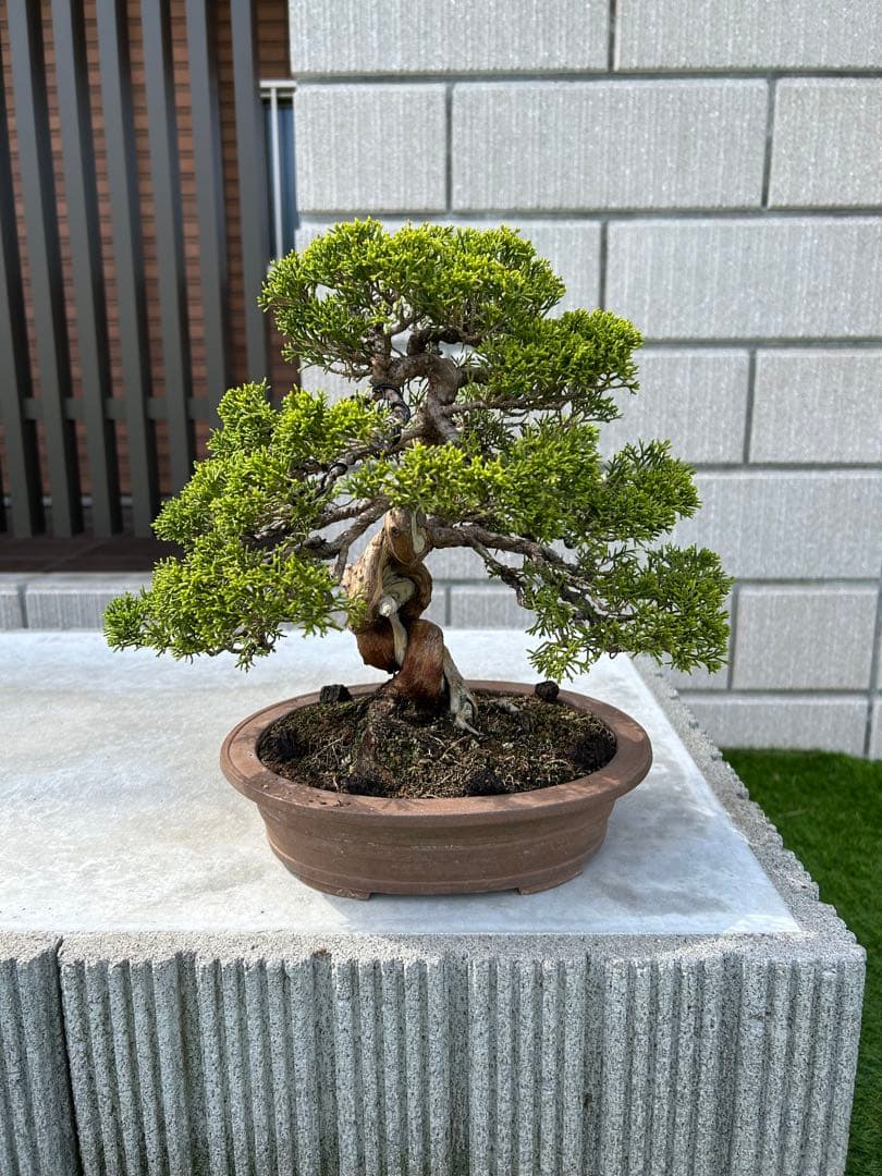 糸魚川真柏 盆栽