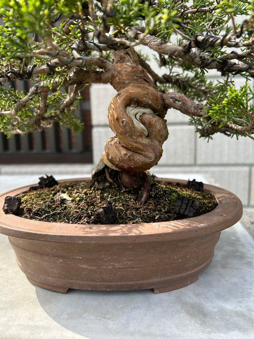 糸魚川真柏 盆栽