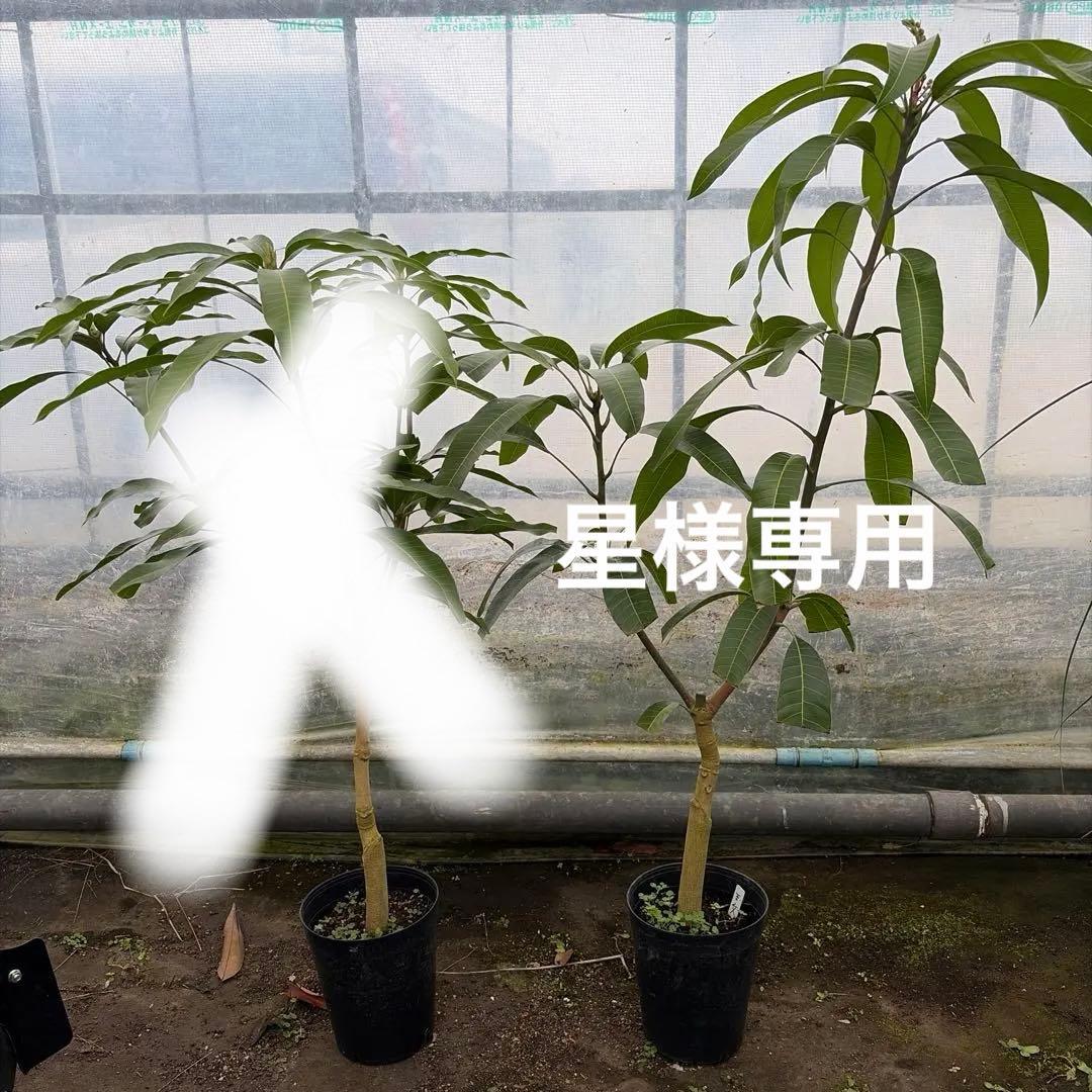 マンゴー苗　6号　大苗　品種　マハチャノック　玉文