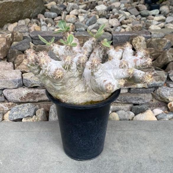 パキポディウム エブレネウム 発根済