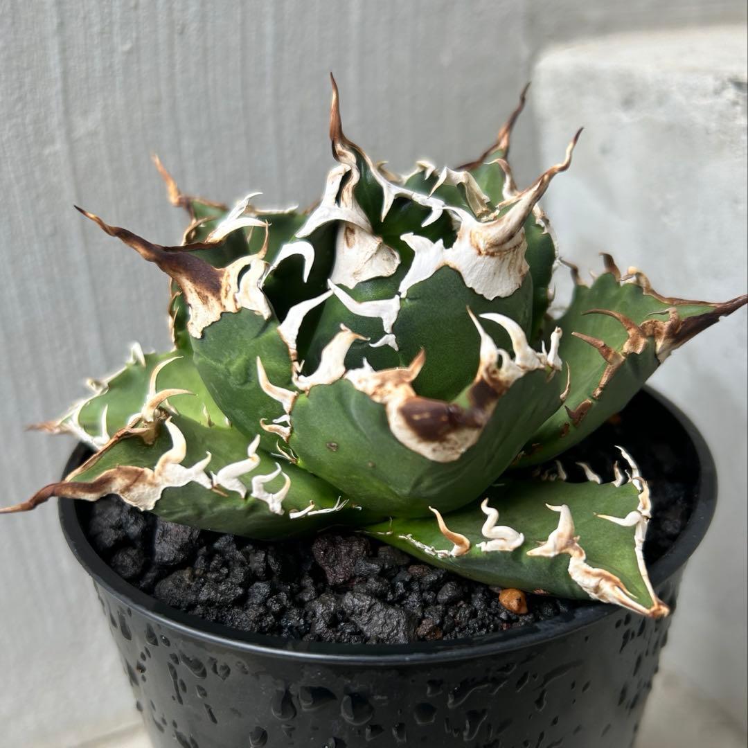 【新春特別価格】 アガベ チタノタ レジェンド ロウルサンコ産 小さめ子株